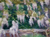 Rätsel French Wisteria
