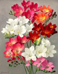 Jigsaw Puzzle Freesia from Jan