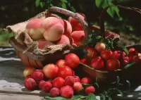 Слагалица Fruit harvest