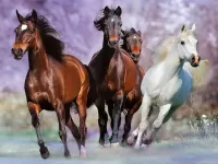 Jigsaw Puzzle Galop