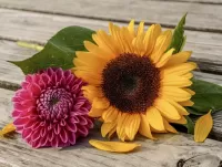 Quebra-cabeça Dahlia and sunflower