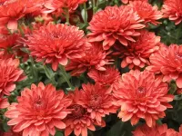 Слагалица Red chrysanthemums