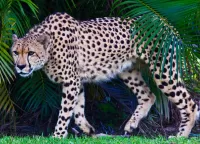 Quebra-cabeça Cheetah