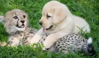 パズル Cheetah and puppy