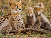 Bulmaca Cheetah with cubs