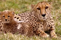 Bulmaca Cheetah with baby