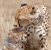 Bulmaca Cheetah with a kitten