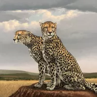 Jigsaw Puzzle Cheetahs