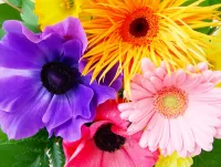 Jigsaw Puzzle Gerberas and anemones