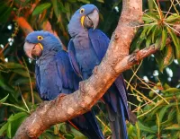 Rompecabezas hyacinth macaw
