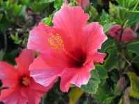 Bulmaca Hibiscus