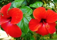 Jigsaw Puzzle Hibiscus