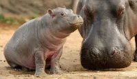 Slagalica Hippos