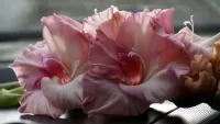 Quebra-cabeça Gladiolus