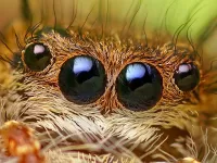 Bulmaca Glaza pauka