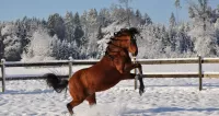 Rätsel Bay horse