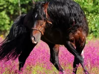 Bulmaca Bay Horse