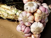 Puzzle heads of garlic