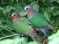 Слагалица Pigeon and dove