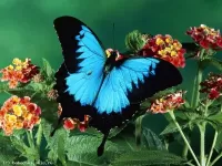 Пазл Голубая бабочка