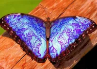 Quebra-cabeça Blue butterfly