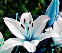 パズル Blue Lily