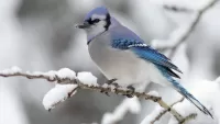 Пазл Голубая птица