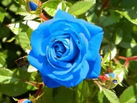 Пазл Голубая роза