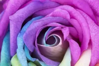 Rompicapo Blue rose