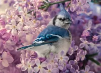 Rompicapo blue jay