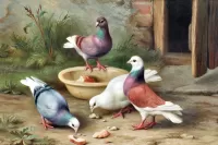 Puzzle Pigeons in the yard