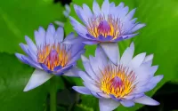 Пазл Голубые лилии