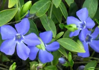 Jigsaw Puzzle Blue flowers