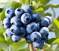 Quebra-cabeça Blueberry