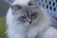 Rätsel Blue-eyed cat
