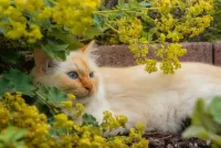 Quebra-cabeça blue eyed cat