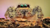 Rompecabezas Blue-eyed spider