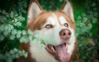 Quebra-cabeça Blue-eyed dog
