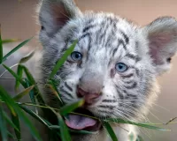 Puzzle Blue-eyed tiger cub