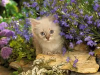 Пазл Голубоглазый котенок