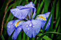 Zagadka Blue iris