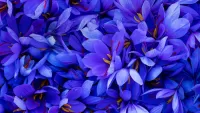 Слагалица Blue saffron