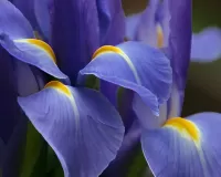 Quebra-cabeça Blue flower