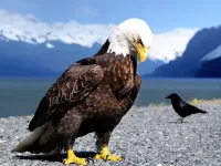 Слагалица Proud eagle