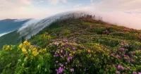 Puzzle Mountains in flowers and fog