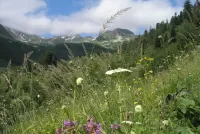 Zagadka Mountain flowers