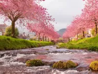 Rompecabezas Sakura blossoming