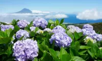 Jigsaw Puzzle Hydrangea and clouds