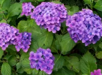 Quebra-cabeça hydrangea purple