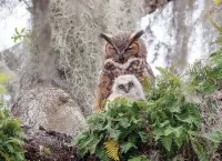 Rompecabezas Great Horned Owl